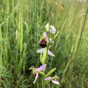 Bee orchid, Trumpington Meadows