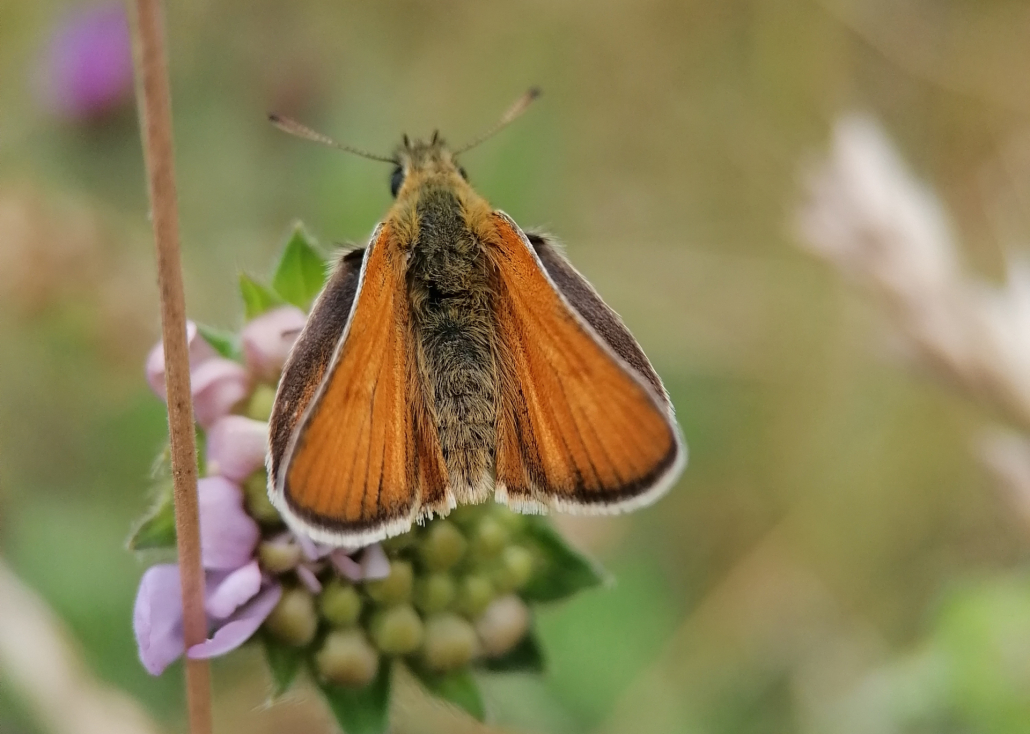 Small Skipper butterfly