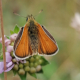 Small Skipper butterfly