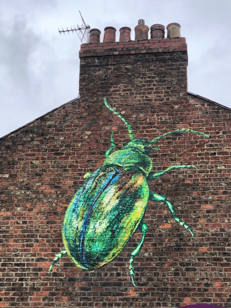 Tansy beetle street art in York.