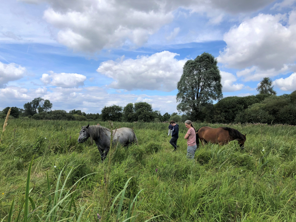 Woodwalton’s resident ponies helping with the surveying!